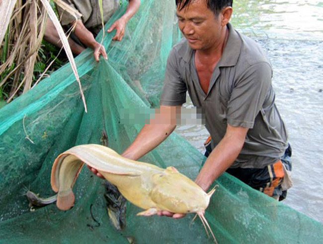 Trọng lượng con cá trê lạ thường này nặng tới 6,8 kg, thường cá trê nặng từ 0,5 đến 1 kg.
